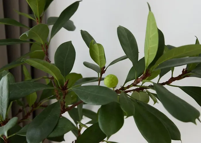 Brown I One Bedroom I One Cotroceni Park